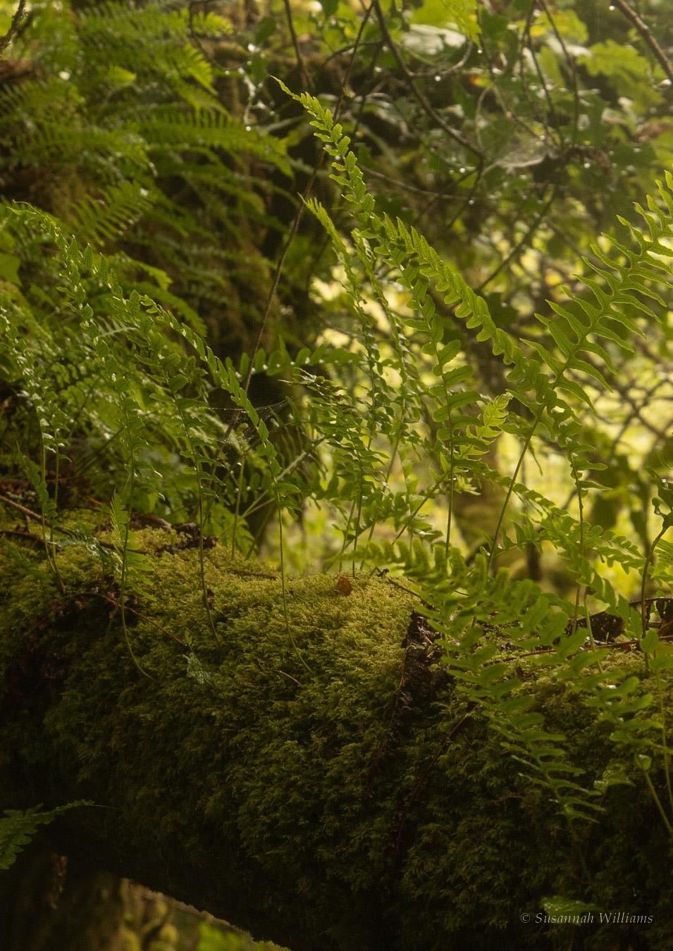 Sunlit ferns and moss on a fallen log in wet woodland.