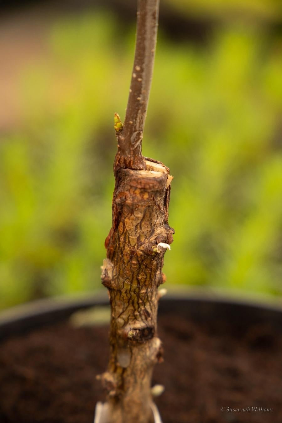 A young grafted sapling in a pot in front of green nursery rows.