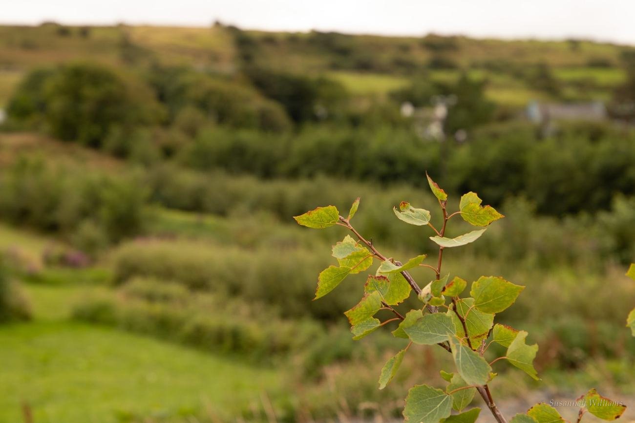 A young aspen sapling with the blurred hills and farmland of Clare behind.