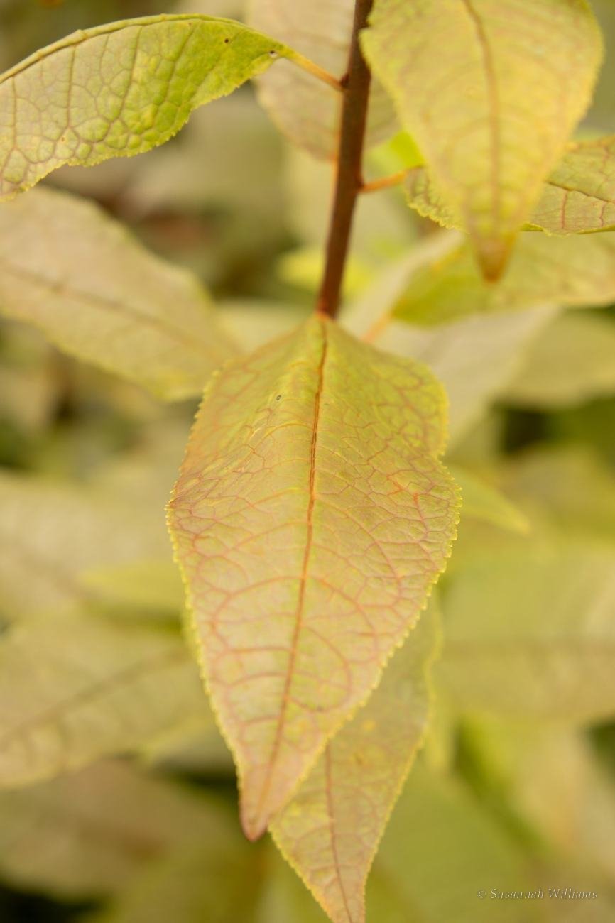 A pale green leaf veined in rust on a young tree.