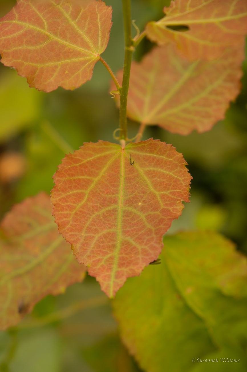 A heart-shaped rust-red leaf on a slender stem.