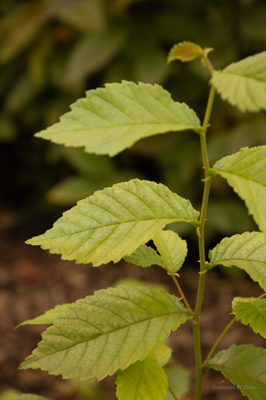 Serrated green leaves on a young sapling against dark soil.