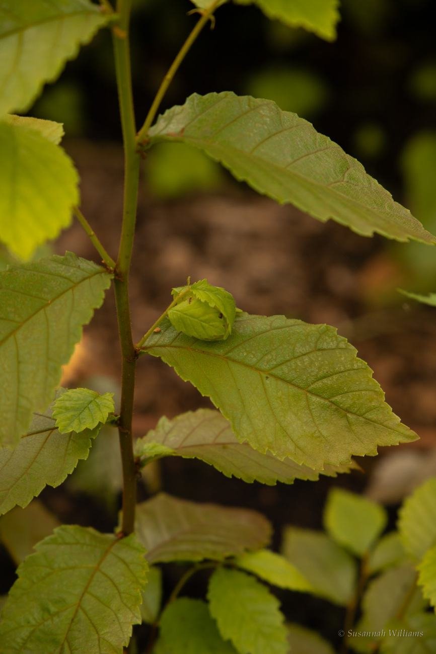Serrated leaves and a curled new bud on a young tree.