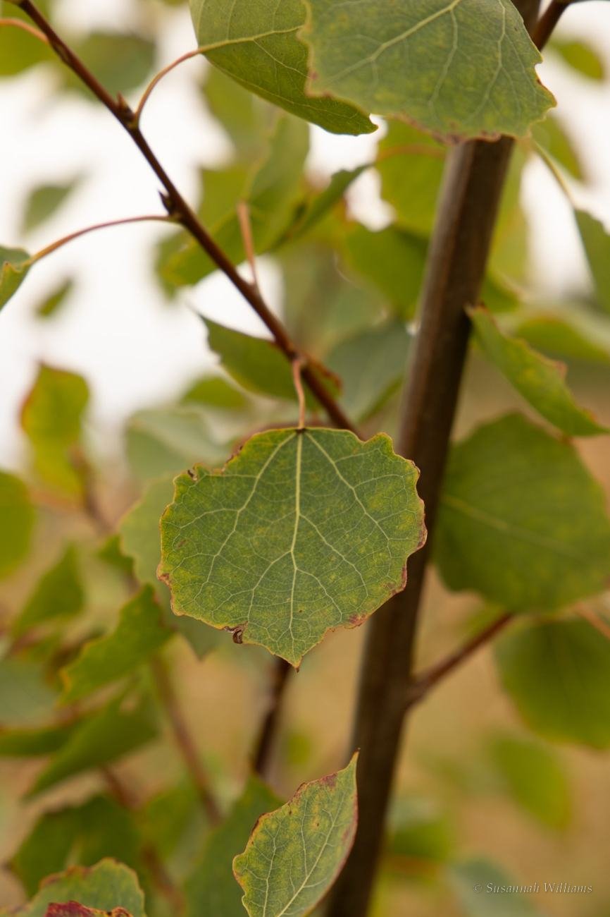 A round green leaf on a dark stem against a pale background.