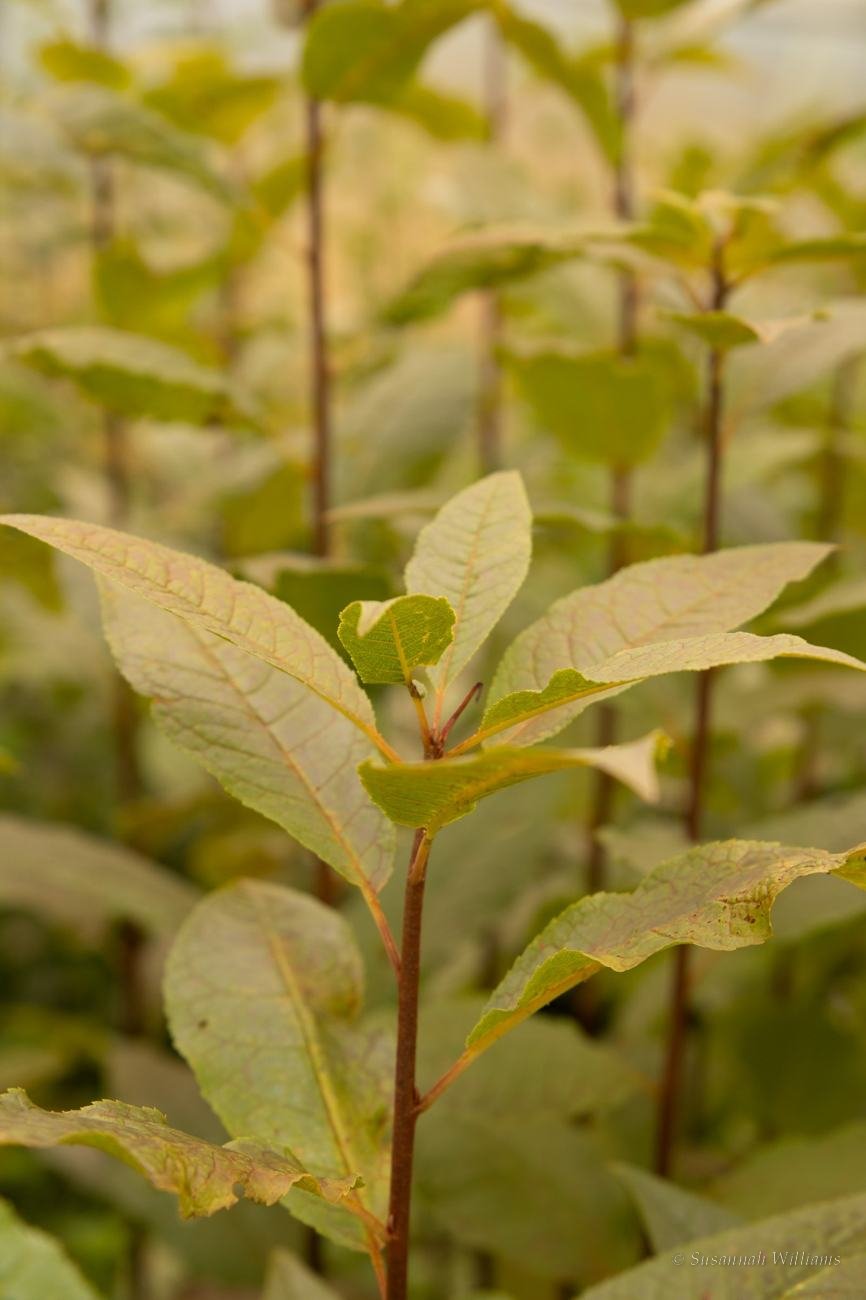 Young trees in soft, hazy light.