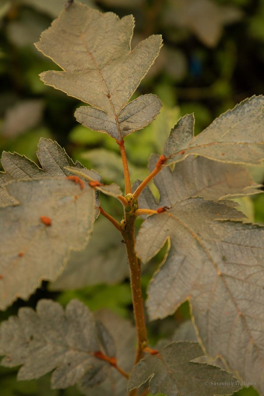 Grey-green lobed leaves on orange stems.