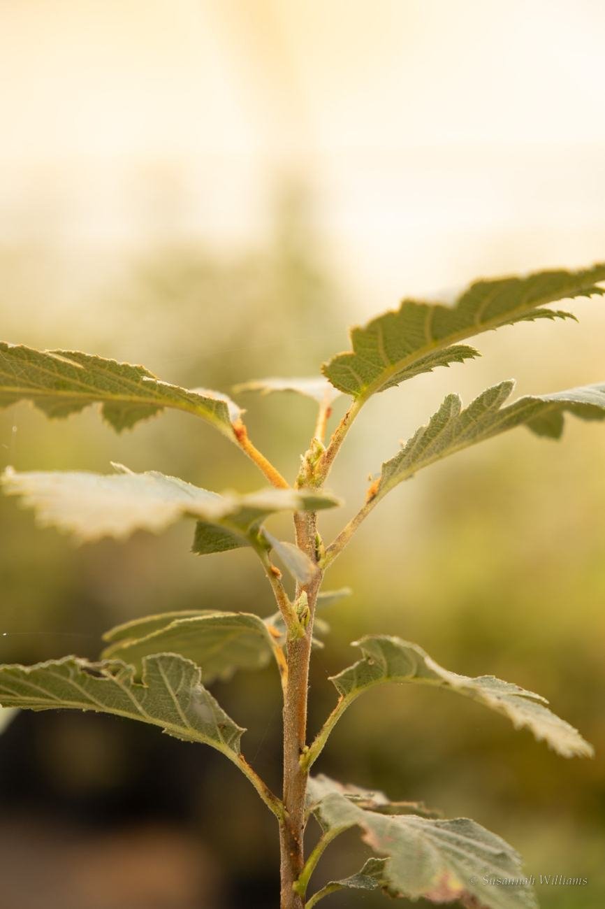 A young tree stem catching warm golden light.