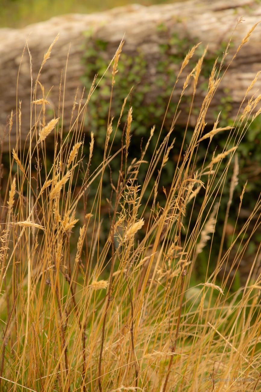 Golden seeded grasses in front of a fallen log.