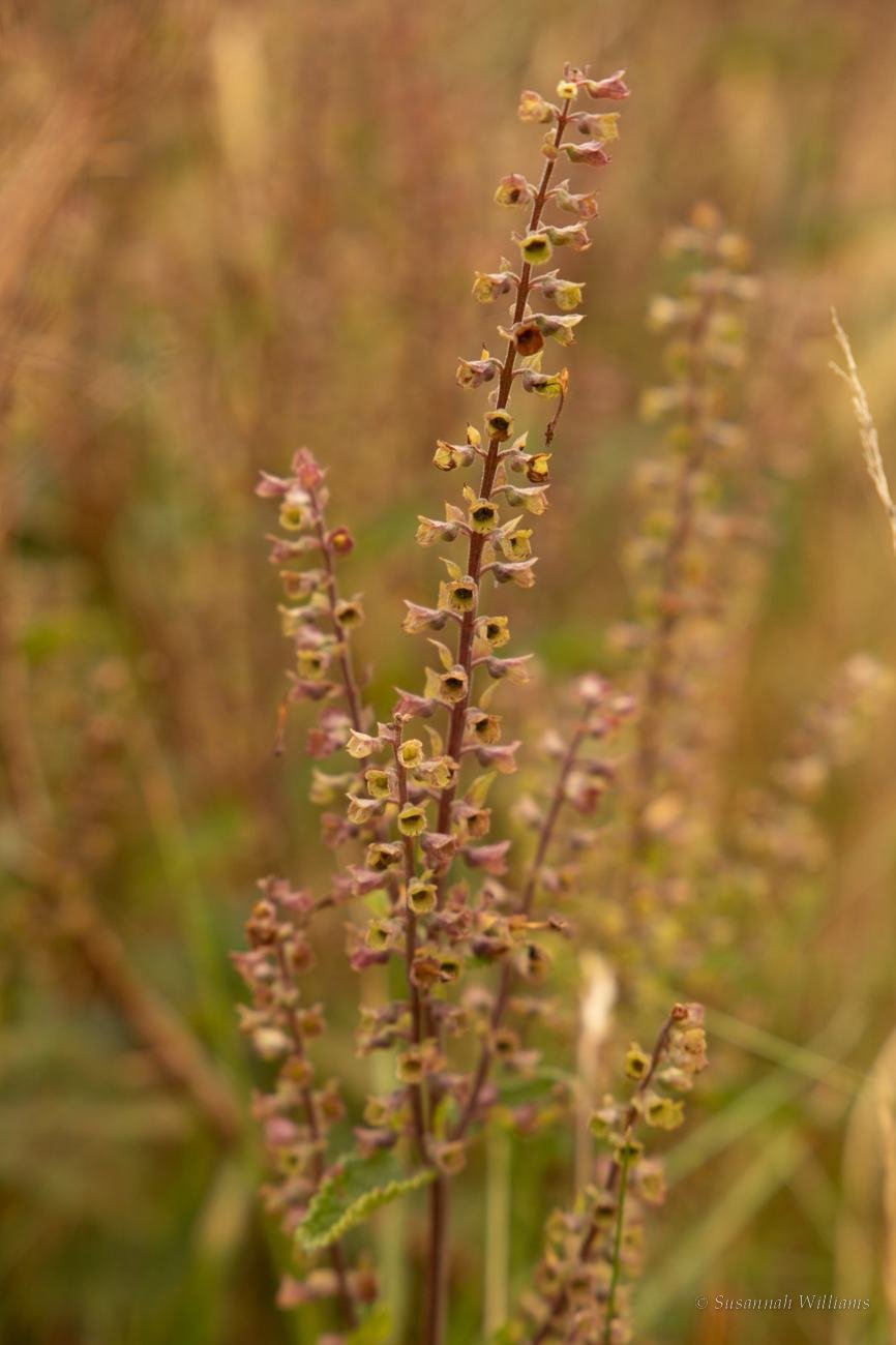 Small wildflower seed heads among golden grasses.