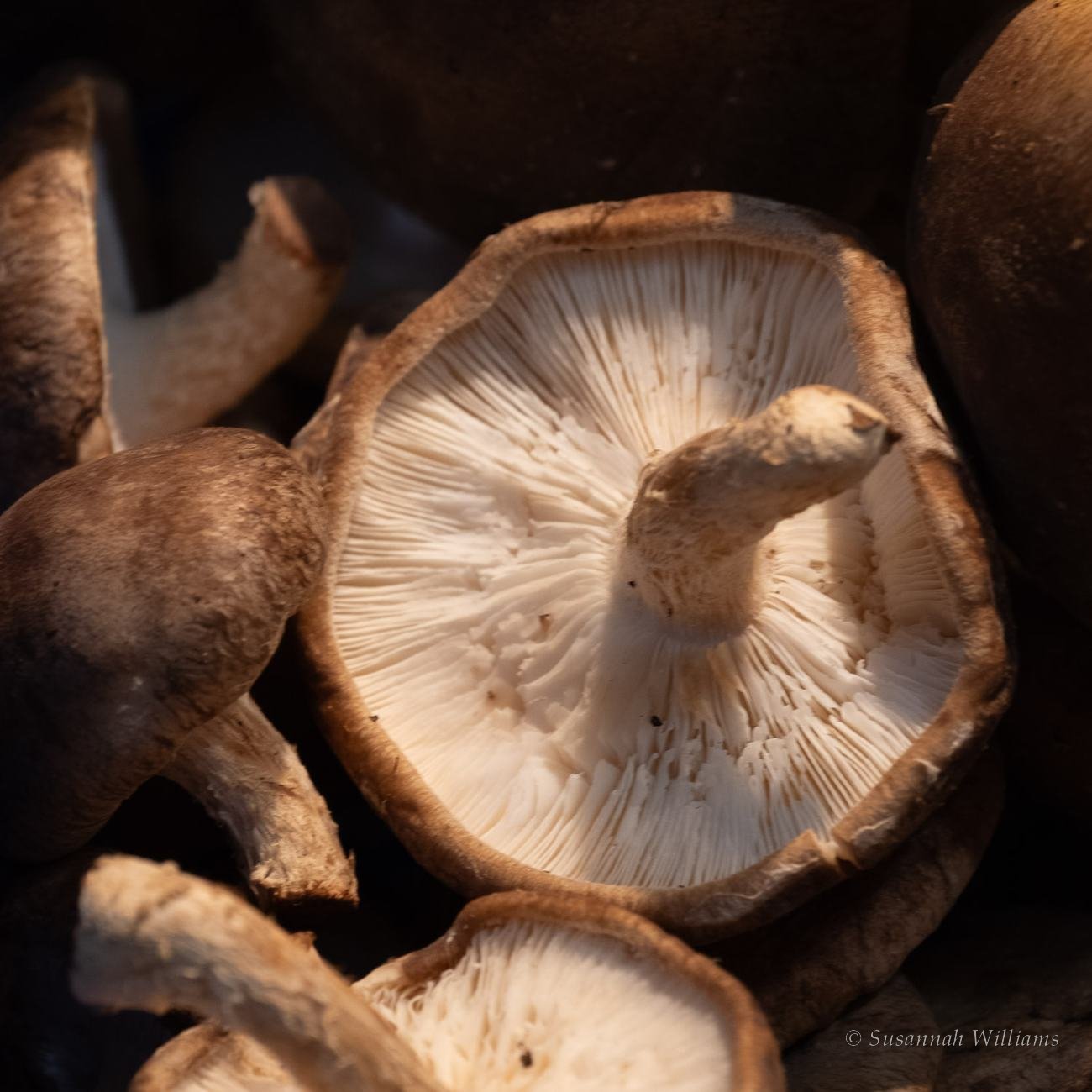 Mushroom gills, backlit and glowing.