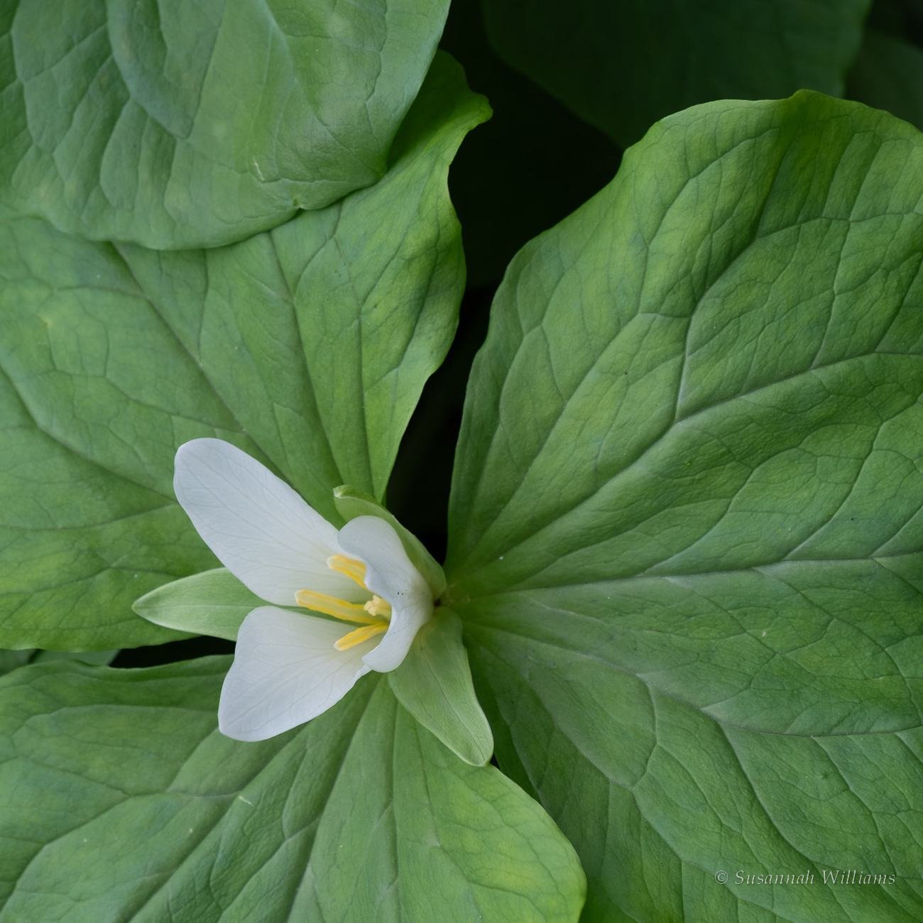 A white trillium opening between broad green leaves.