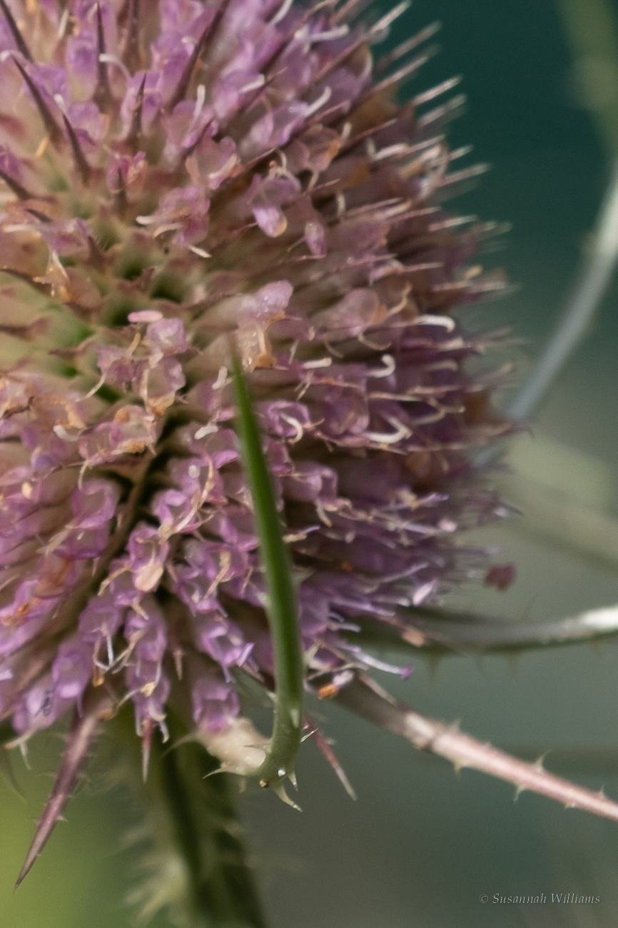 A spent teasel head, spiked and dried.