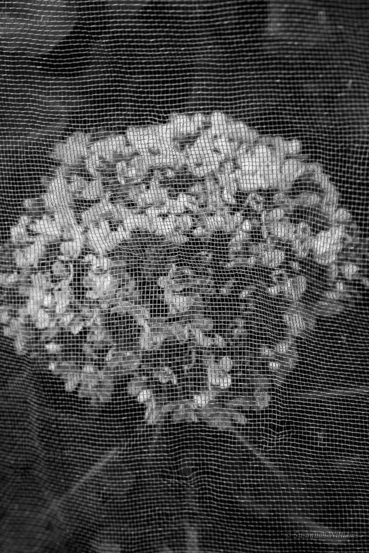 A dried flower head seen through fine mesh, in black and white.