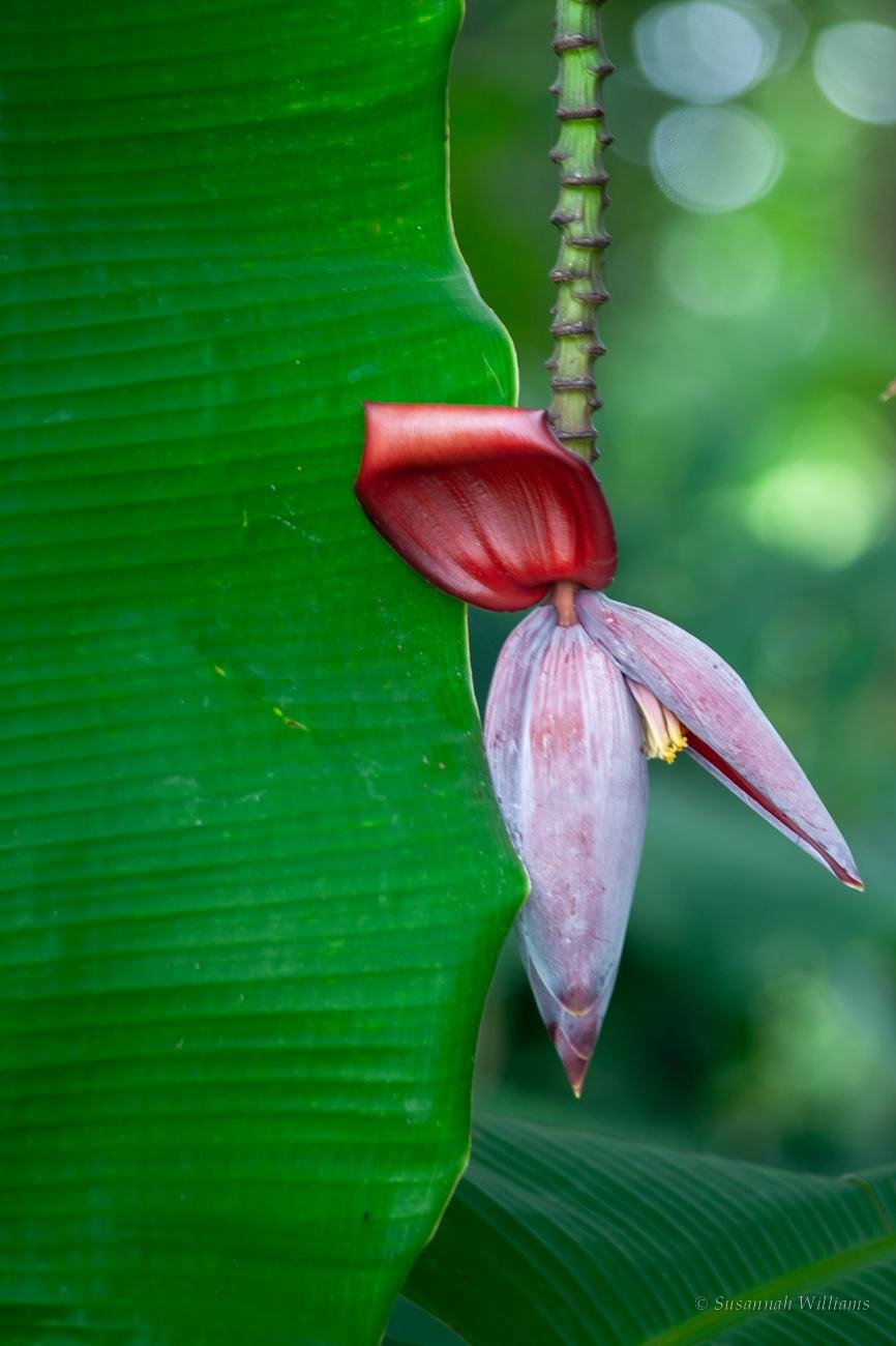 A banana blossom hanging beside a large green leaf.