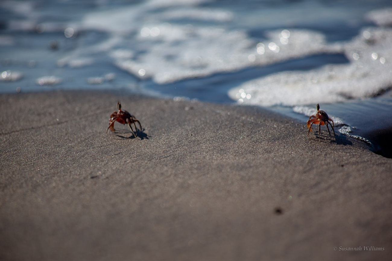 Two small crabs on wet sand at the edge of the surf.