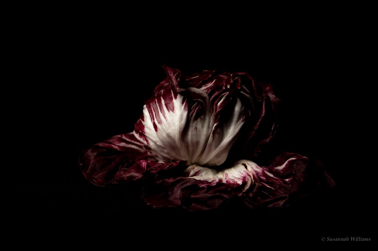 A head of radicchio lit against black.