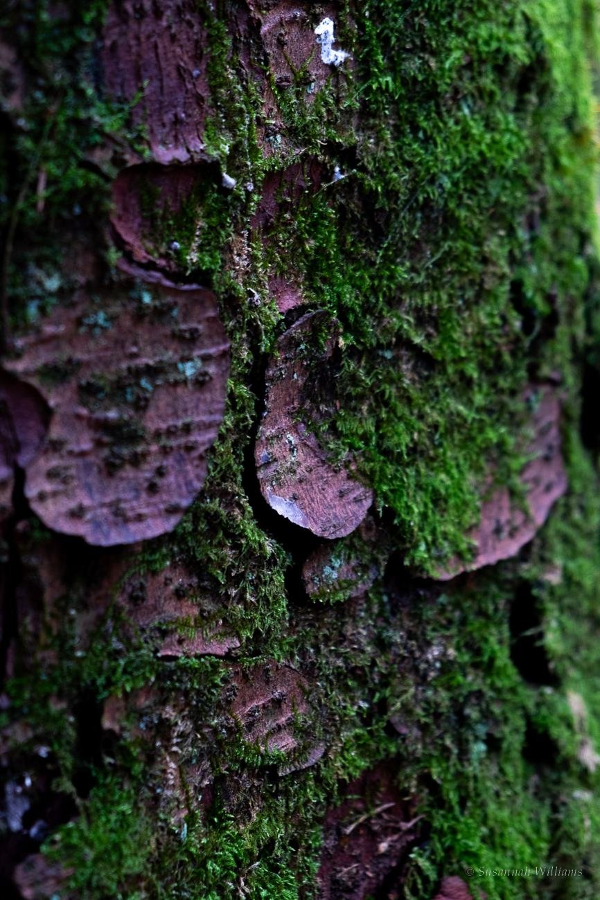 Moss and lichen on tree bark.