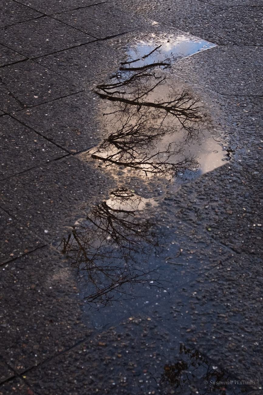 Bare branches reflected in a rain puddle on paving.