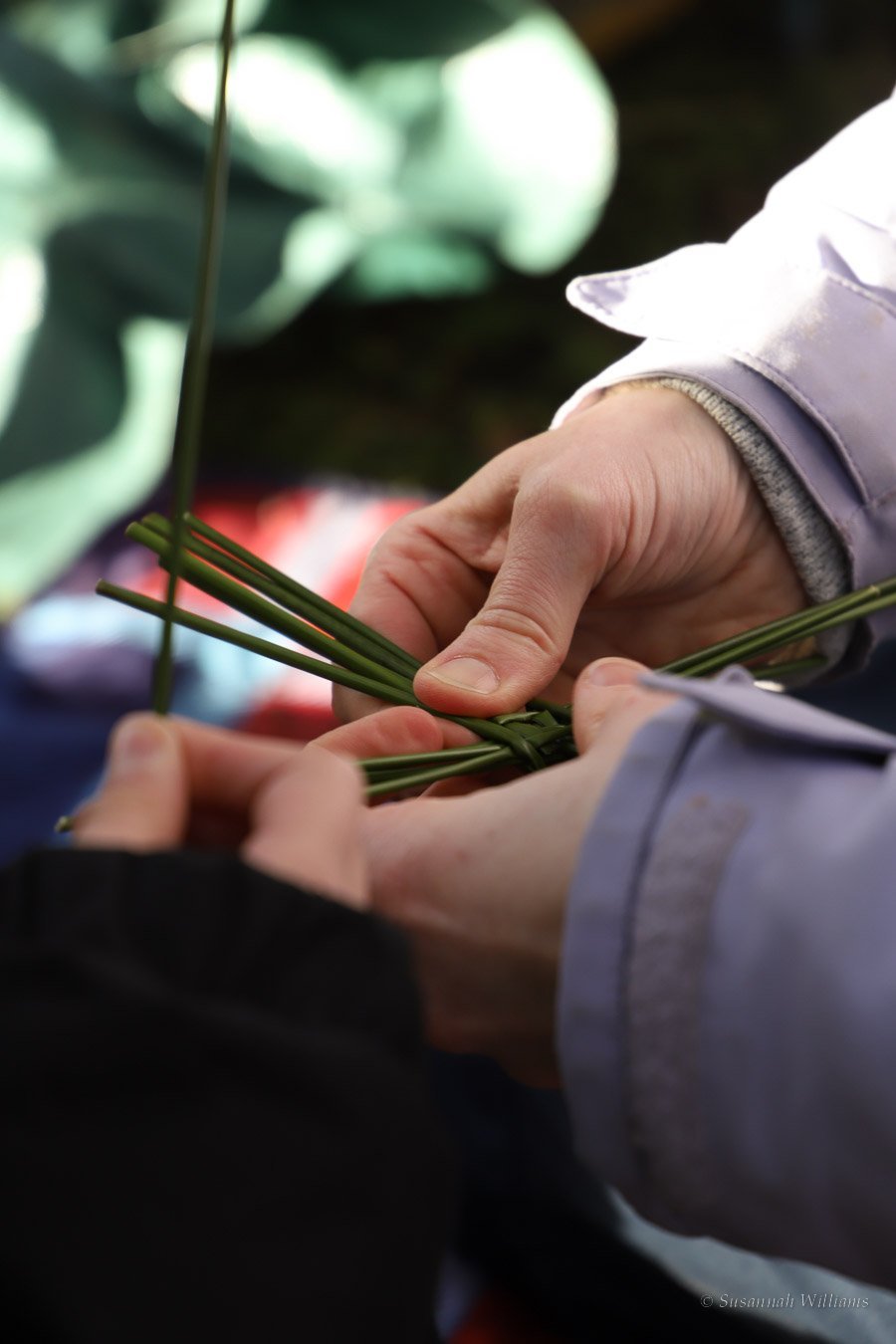Hands weaving green rushes into a Brigid’s cross.