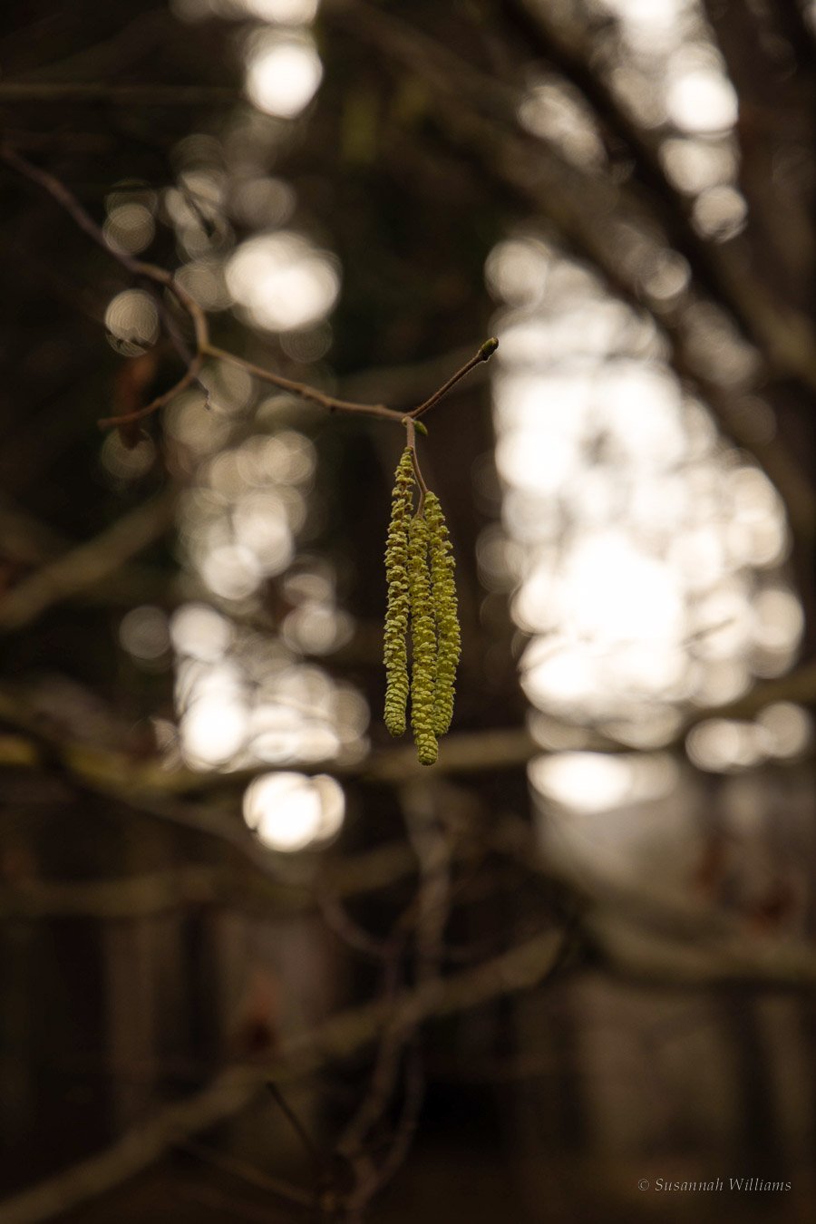 Hazel catkins hanging from a bare branch in winter woodland.