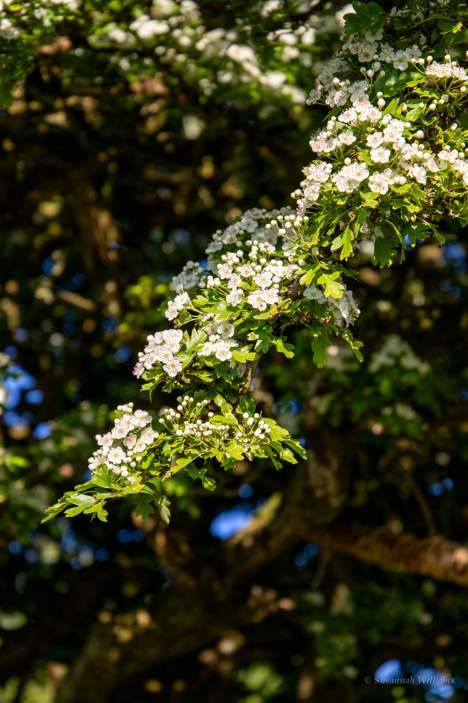 A branch of hawthorn in full white bloom, lit by sun against dark foliage.