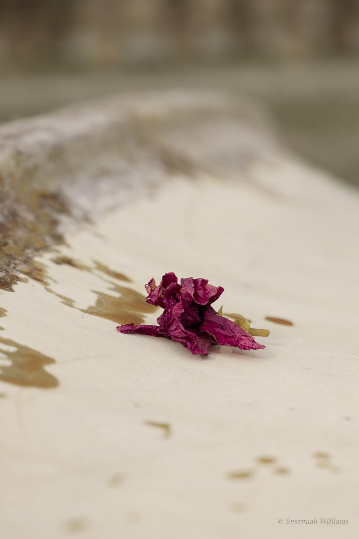 A single dried crimson flower resting on the pale hull of an upturned fishing boat.