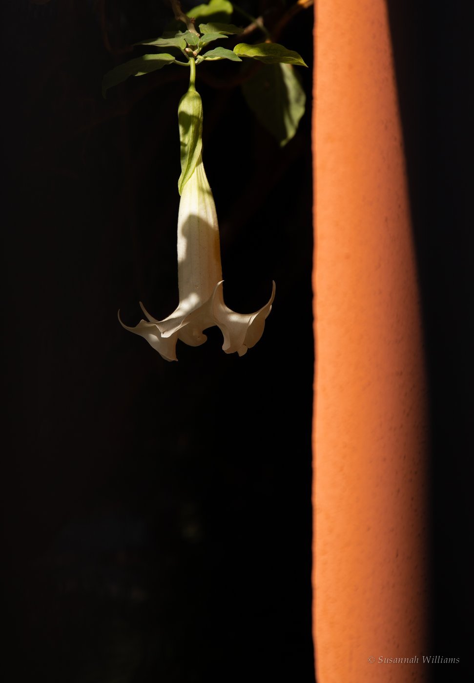 A white trumpet flower hanging in a shaft of light against darkness, beside a terracotta wall.