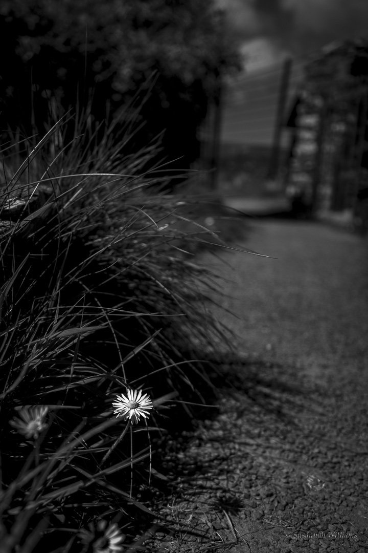 Black and white image of a small white daisy at the edge of a shadowed path.