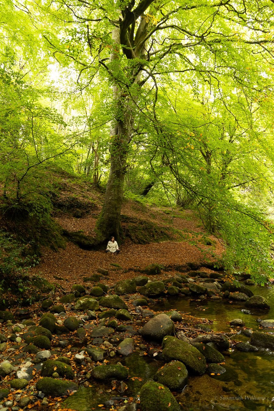Sitting in stillness at the foot of a great beech tree above the river.