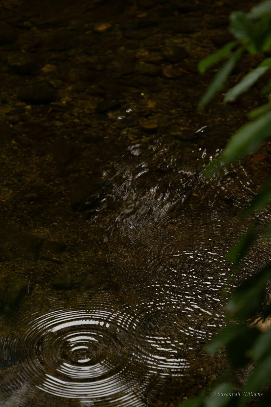 Ripples spreading across the clear, dark water of the river.