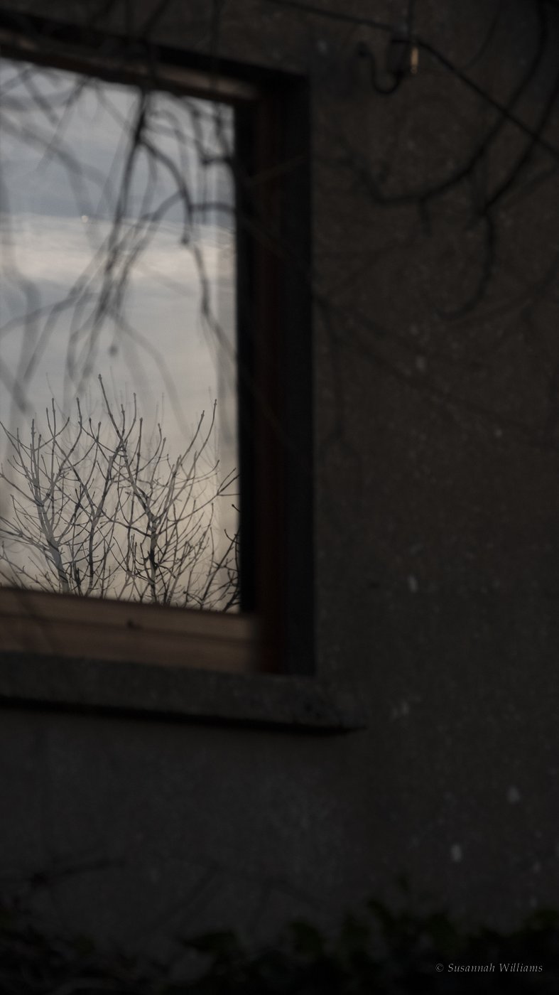 Bare branches reflected in a window set into a dark wall.
