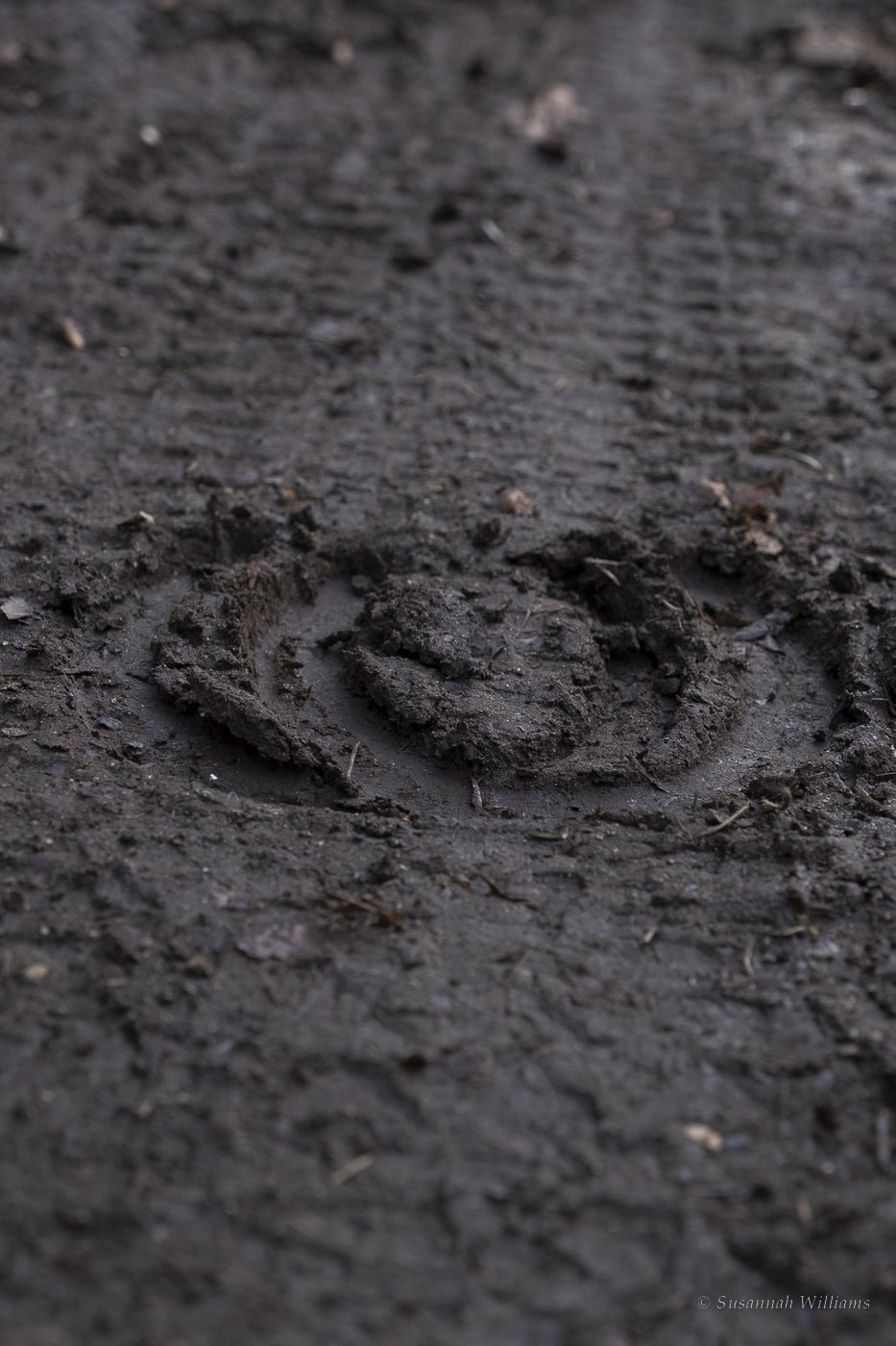 A single hoofprint pressed into dark mud.