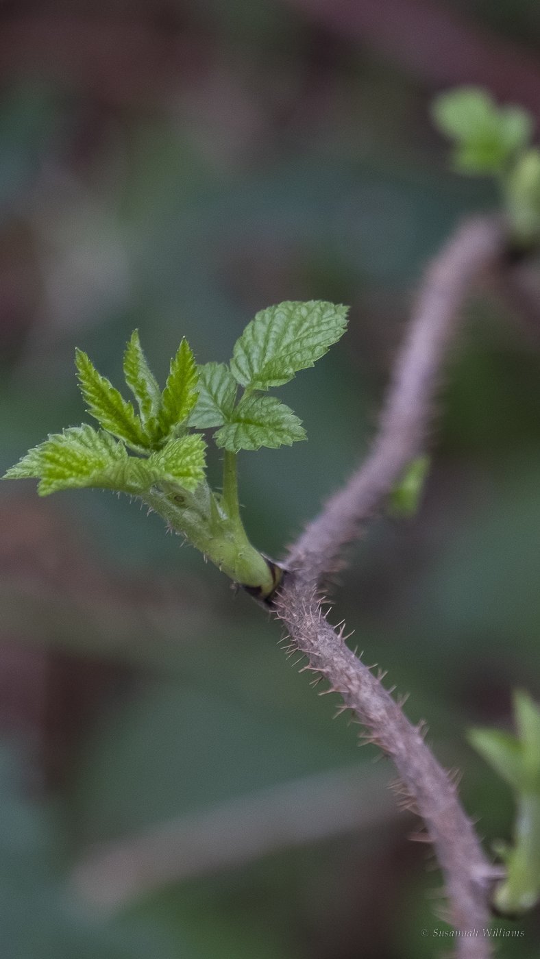 New green leaves opening on a thorny bramble stem.