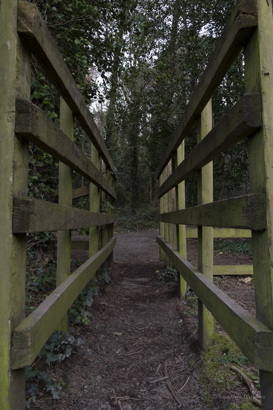 A narrow wooden footbridge with moss-green rails leading into woodland.