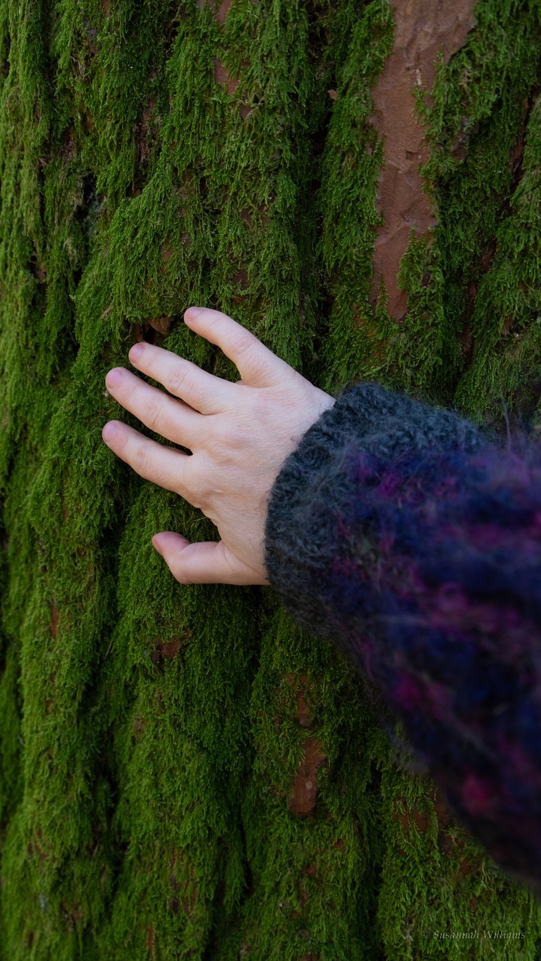 A hand resting on a tree trunk thick with green moss.
