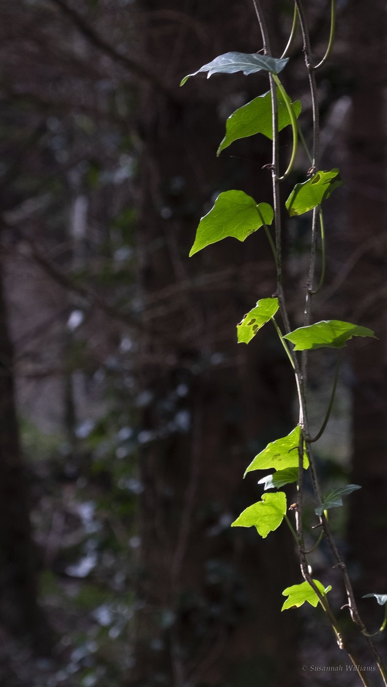 A trail of ivy leaves lit by a shaft of light against a dark wood.