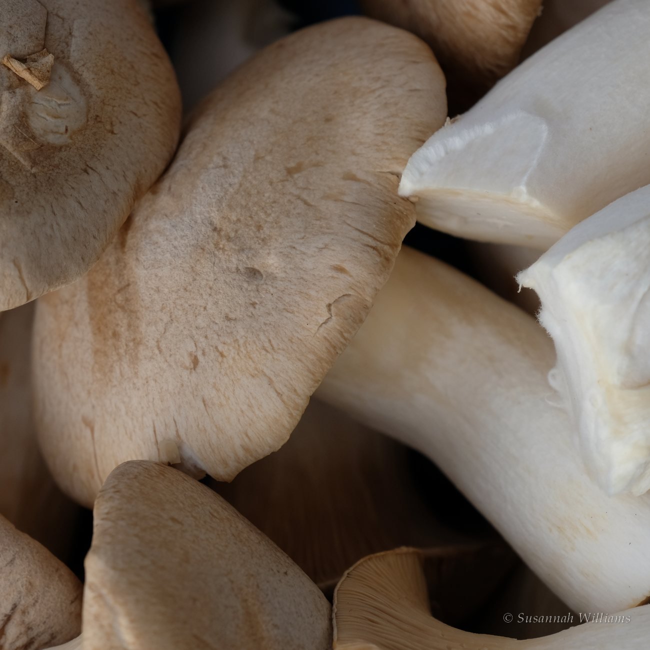 Close view of pale oyster mushroom caps and stems in soft light.