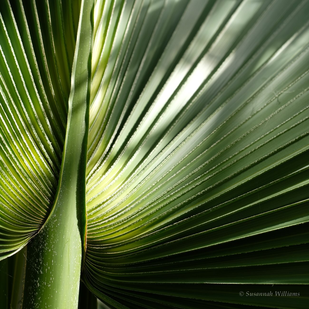 The pleated green fan of a palm leaf, light falling across its folds.