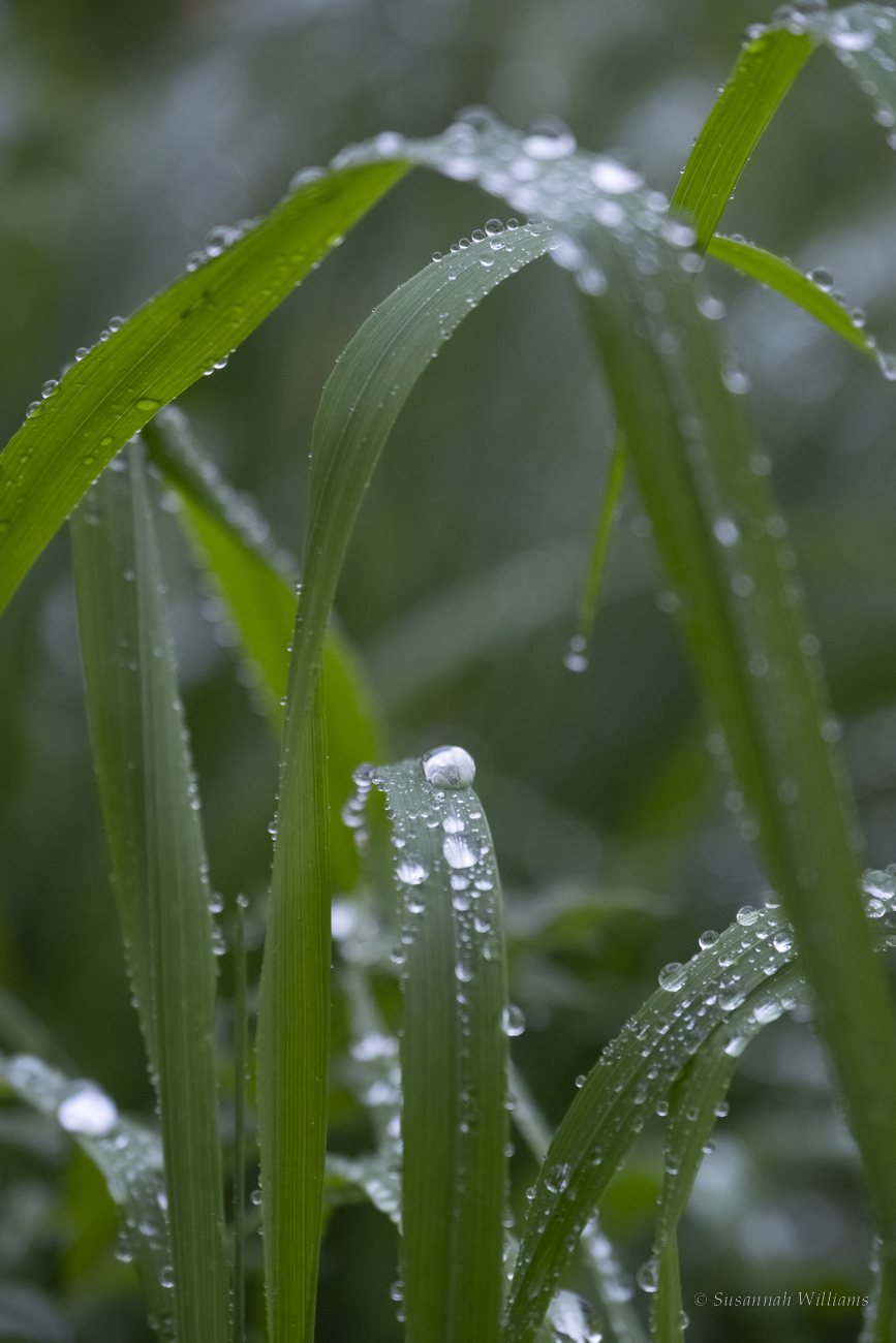 Blades of grass beaded with raindrops.