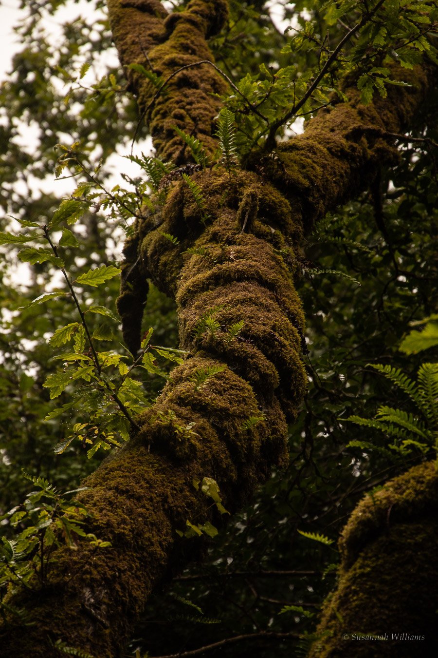 Looking up a twisting, moss-covered trunk with ferns growing from it into the canopy.