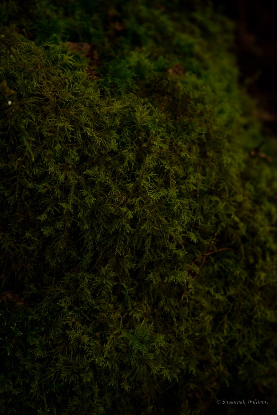 A close view of dense, deep green moss.