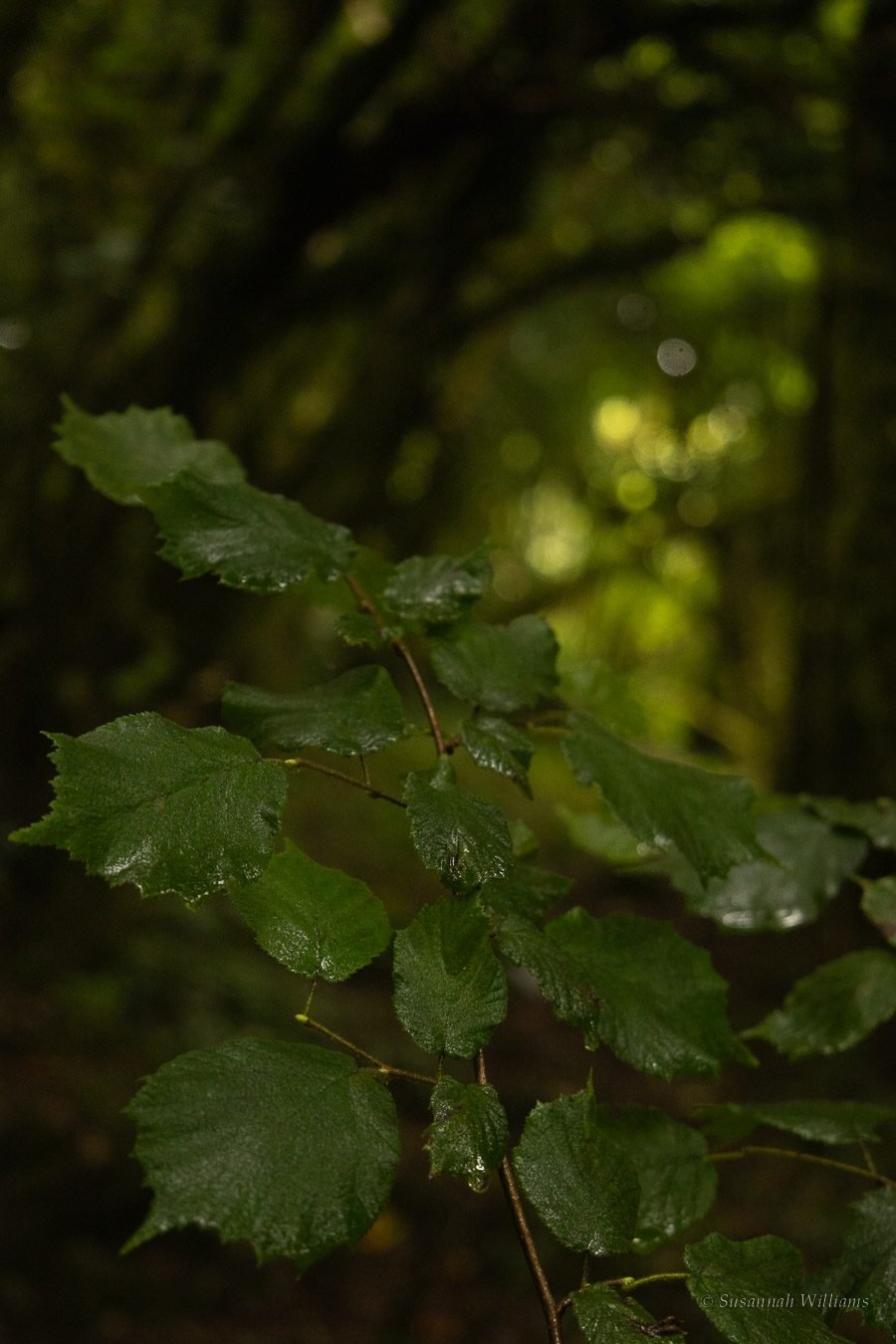 Rain-wet hazel leaves in the dim green light of the rainforest.