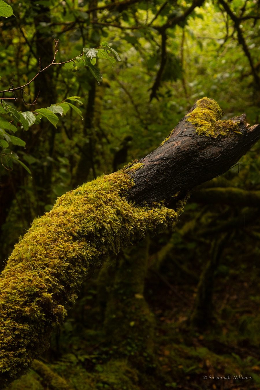 A fallen branch half covered in bright moss, dark woodland behind.