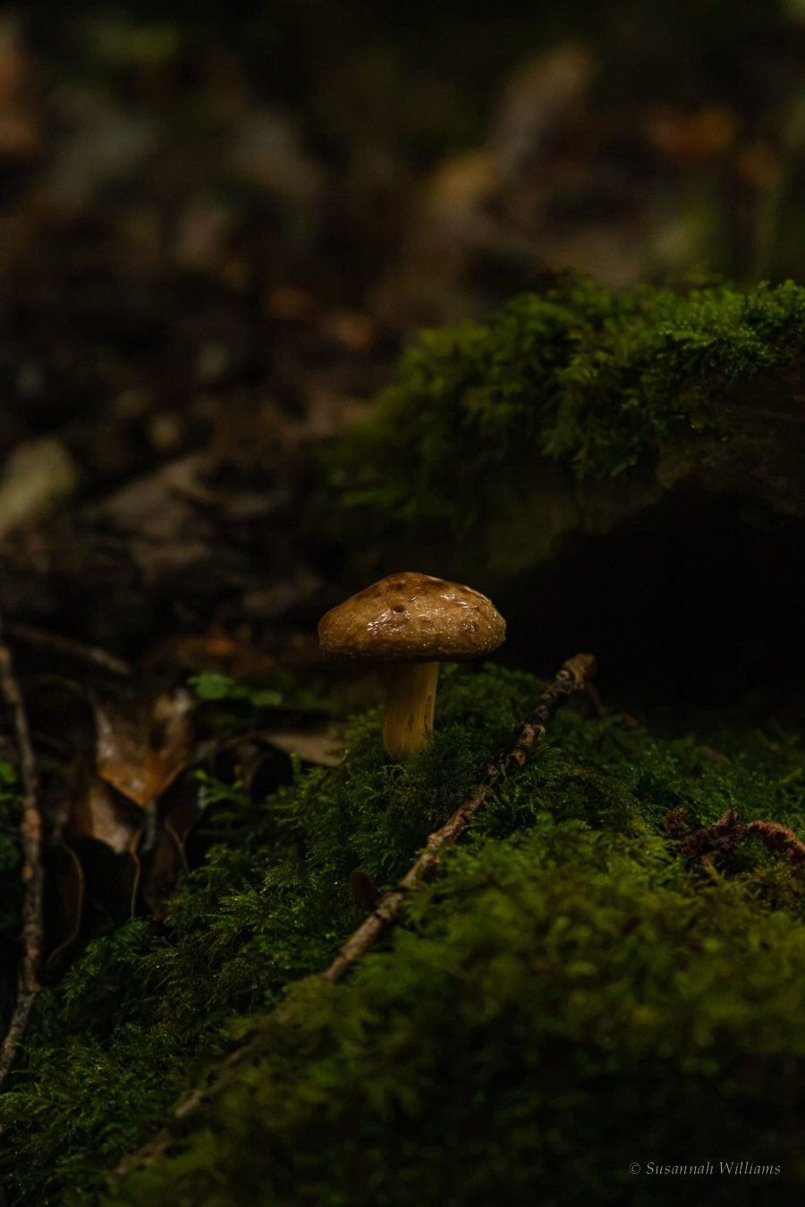 A small brown mushroom glistening with rain on a bed of moss.