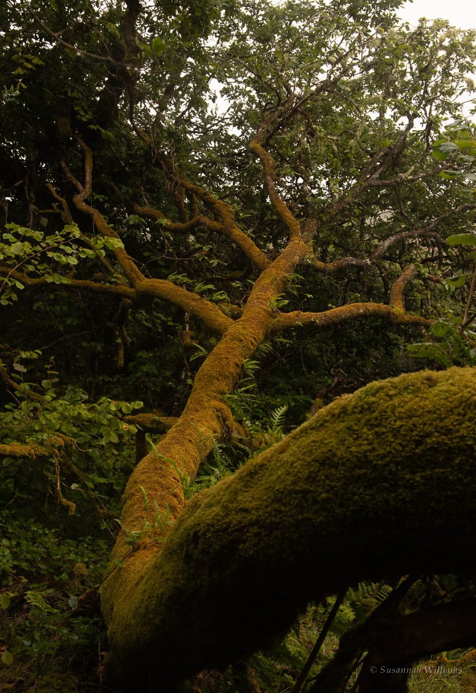 An old tree thick with golden moss, its branches spreading through the rainforest canopy.