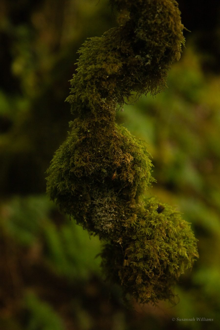 A twisting stem wrapped in soft moss against blurred ferns.